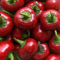 Red Cherry Hots Hot Pepper Seeds – Heirloom Capsicum annuum, 50+ Cherry Bomb Peppers for Salsas & Spicy Dishes