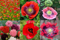 Landscaper's Pack Poppy Seeds - Breadseed Papaver somniferum, Non-GMO, 5000 Seeds for Garden, Wildflower, Border & Landscape