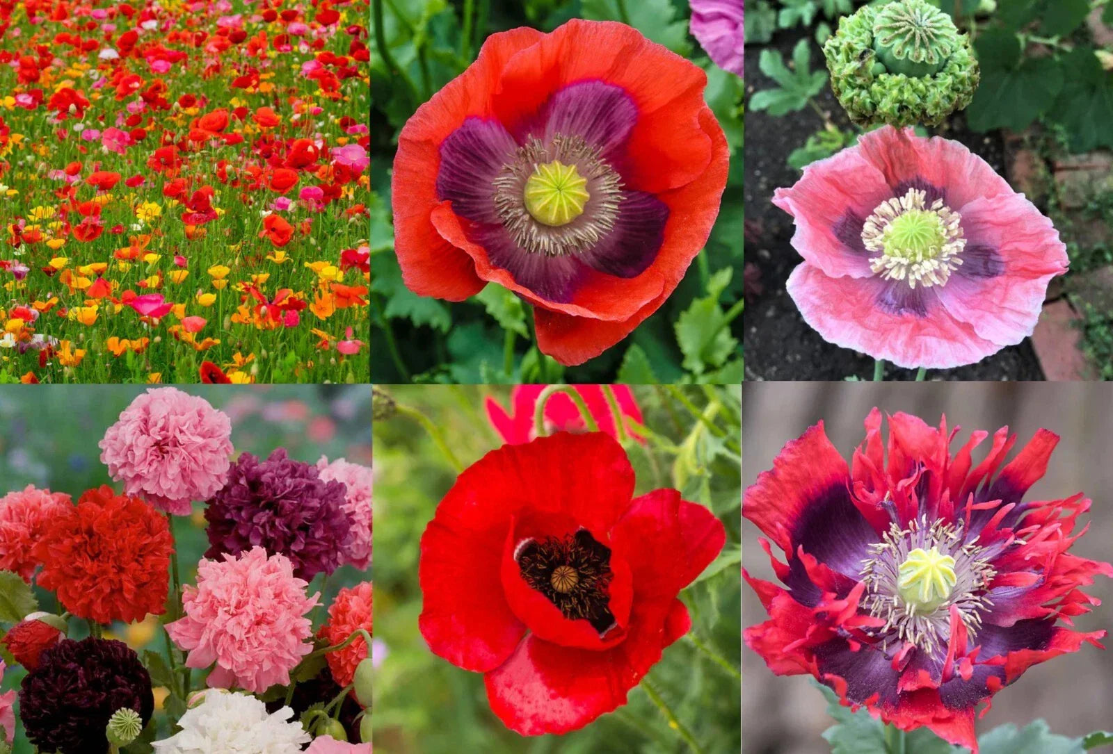Landscaper's Pack Poppy Seeds - Breadseed Papaver somniferum, Non-GMO, 5000 Seeds for Garden, Wildflower, Border & Landscape