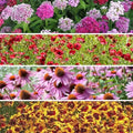 Wildflower Seed Mix 200 Variety Organic Seeds for Shade Tolerant Native Plants - Attract Pollinators, Eco-Friendly Gardening