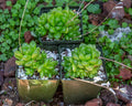 Haworthia Cymbiformis Obtusa Plant – Rare Multi-Head Succulent – 3.5" Diameter Indoor Outdoor Plant