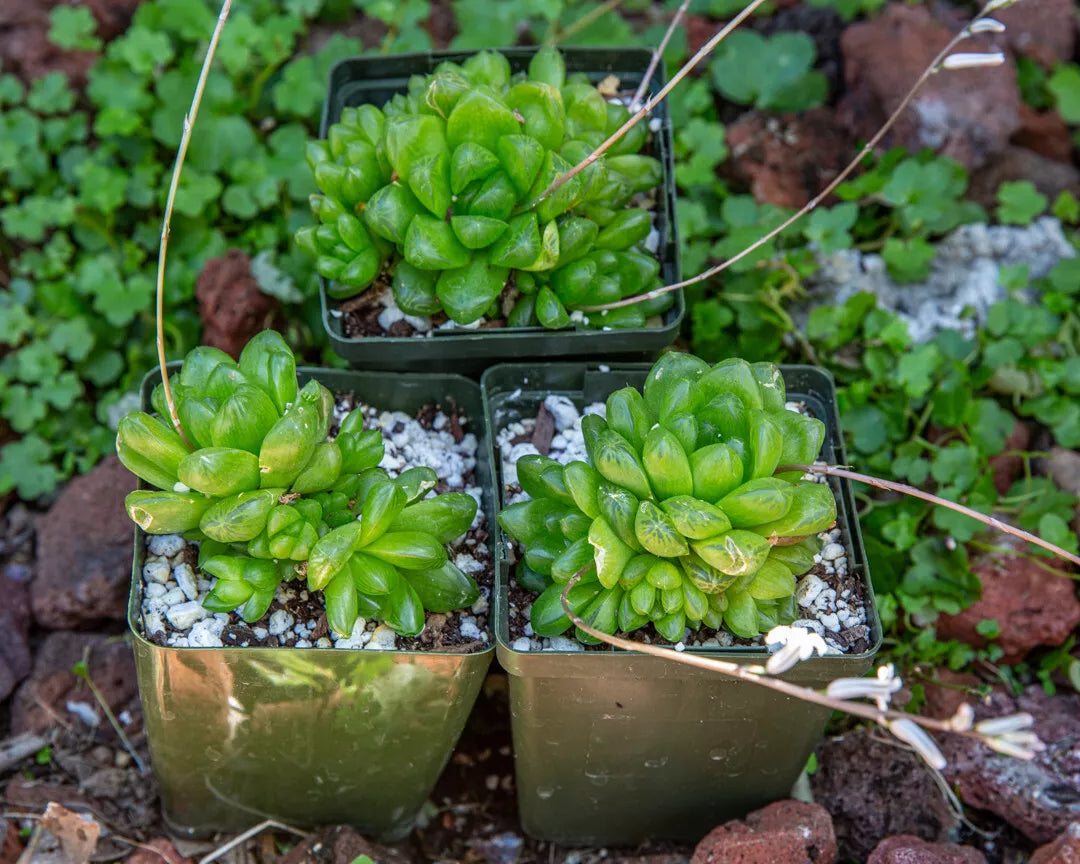Haworthia Cymbiformis Obtusa Plant – Rare Multi-Head Succulent – 3.5" Diameter Indoor Outdoor Plant