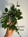 Hoya Lacunosa Asami Cutting - Unrooted One Node with Outer Variegation for Indoor Propagation