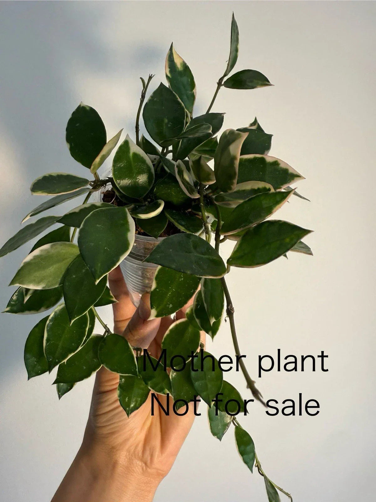 Hoya Lacunosa Asami Cutting - Unrooted One Node with Outer Variegation for Indoor Propagation