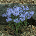 Wild Sweet William Phlox Seeds - 100+ Count, Garden Planting, Phlox maculata, Butterfly Attracting, USA Grown, Free Shipping
