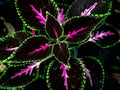 Purple Dragon Coleus Seeds - 25+ Pack for Garden Planting, Colorful Foliage, Coleus blumei