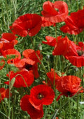 Great Red Poppy Seeds - Papaver rhoeas - Non-GMO Flower Seeds for Garden Planting, 200+ Seeds, Vibrant Red Flowers