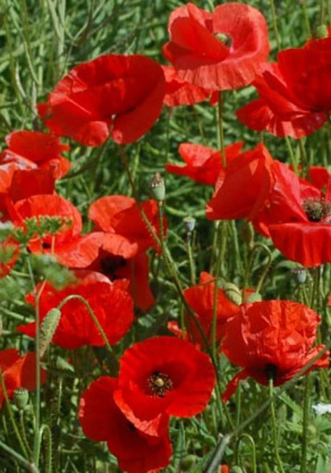 Great Red Poppy Seeds - Papaver rhoeas - Non-GMO Flower Seeds for Garden Planting, 200+ Seeds, Vibrant Red Flowers