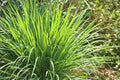 Lemongrass Seeds - 100 Pack - Cymbopogon citratus Herb for Cooking & Garden | Easy to Grow