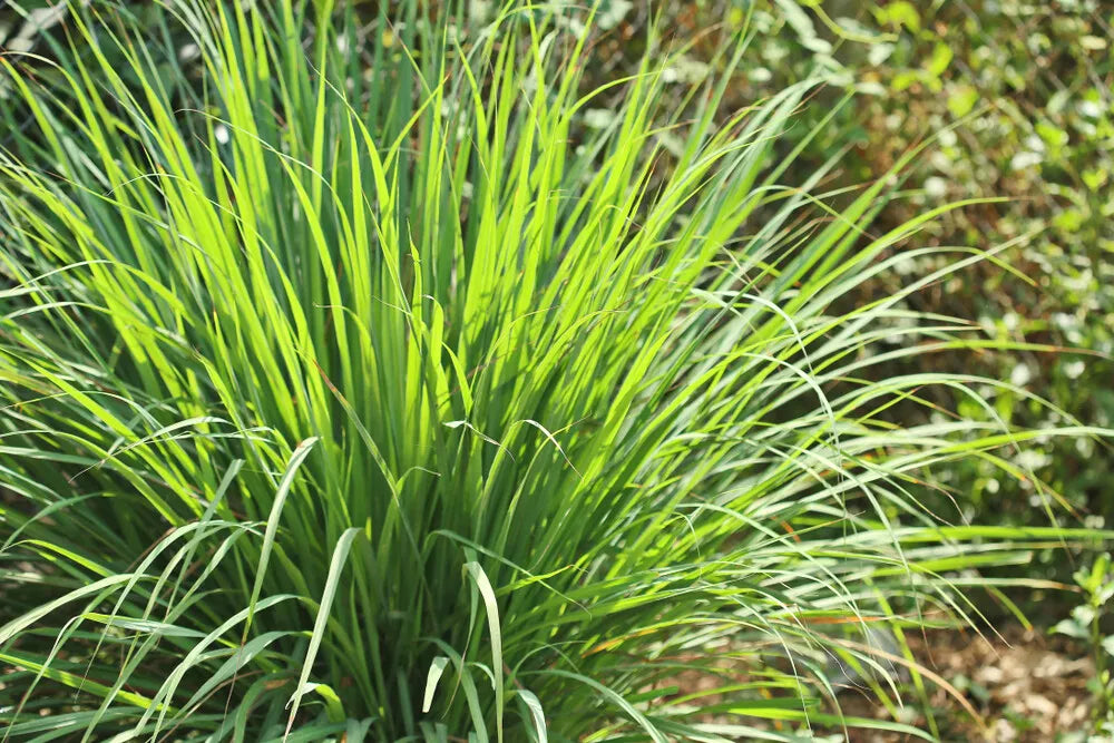 Lemongrass Seeds - 100 Pack - Cymbopogon citratus Herb for Cooking & Garden | Easy to Grow