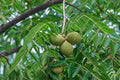 Black Walnut Tree Bare Root Sapling 12-24" Juglans nigra, Edible Nuts, Timber, Fast-Growing Landscape Tree