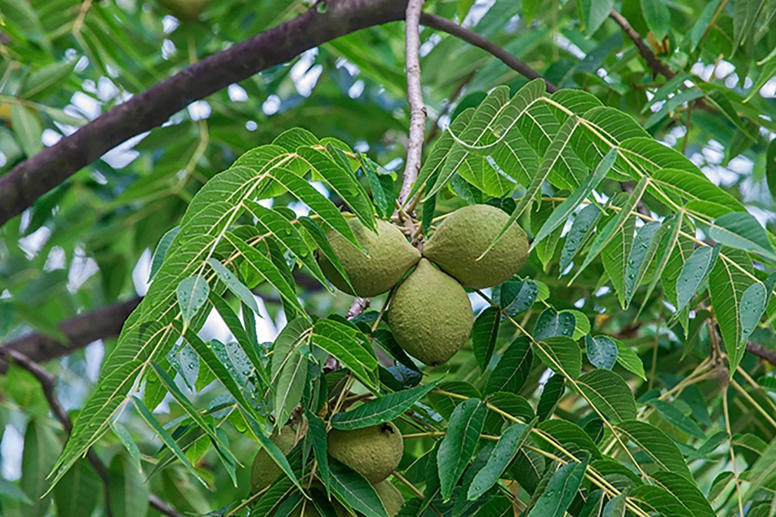 Black Walnut Tree Bare Root Sapling 12-24" Juglans nigra, Edible Nuts, Timber, Fast-Growing Landscape Tree