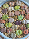 Live Lithops Succulents 10pc Assorted Bare Root – Unique Living Stones for Wedding Favors & Decor
