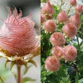 Geum Prairie Smoke Seeds - Cherry Drop - Deer Resistant Perennial Flower Seeds - Clumping, Pink to Red Blooms, Geum triflorum