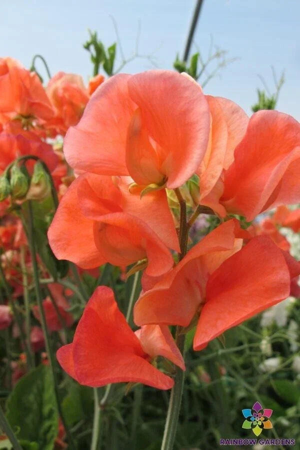 Maloy Sweet Pea Seeds - 50+ Pack, Fragrant Lathyrus odoratus, Climbing Vine, Garden Planting, Non-GMO, Full Sun, USA