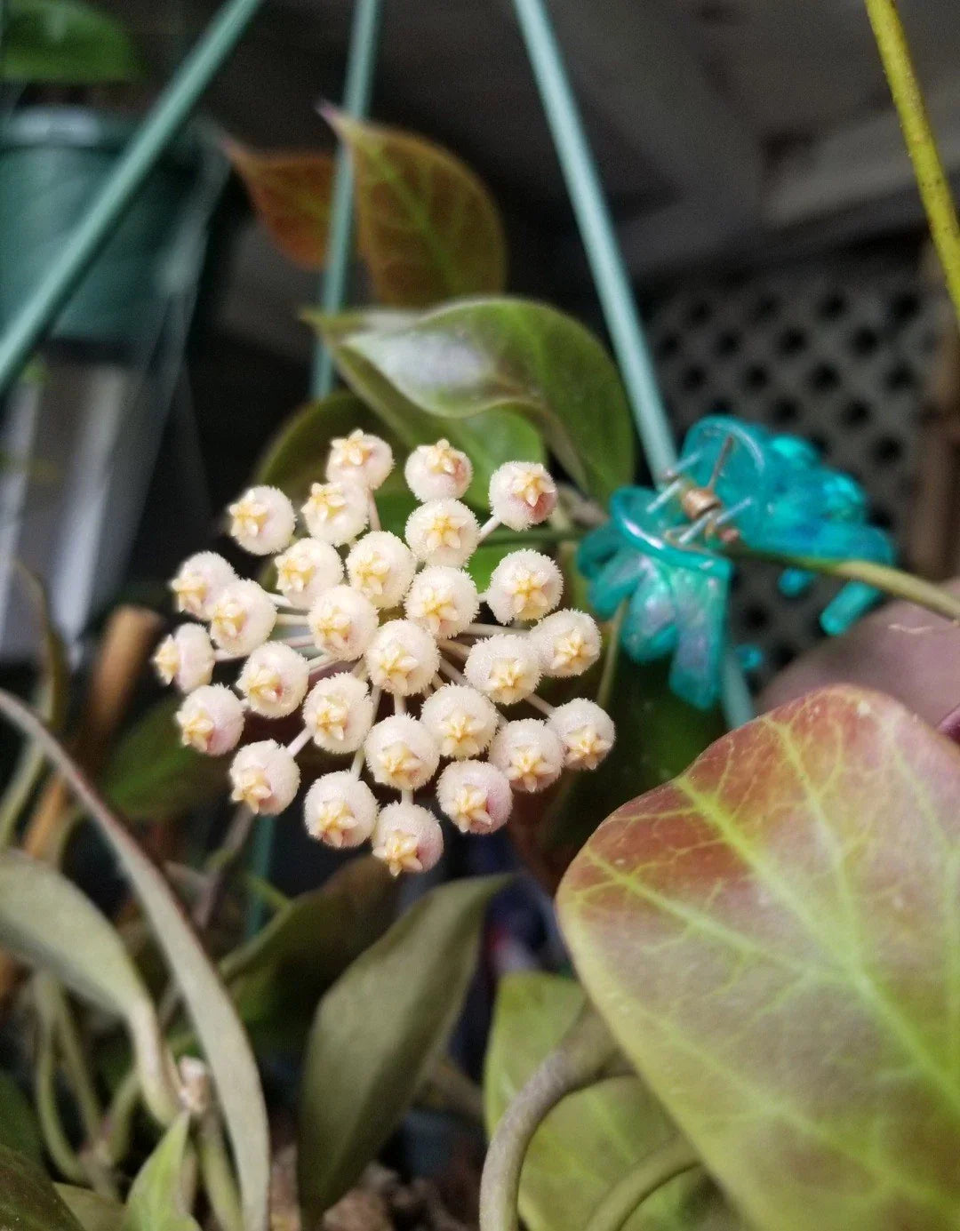 Hoya Sunrise Plant in 3" Pot | Vibrant Variegated Hoya pubicalyx