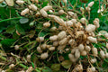 Virginia Jumbo Peanut Seeds - Non-GMO Unshelled Peanut Butter Variety Arachis hypogaea for Home Gardening
