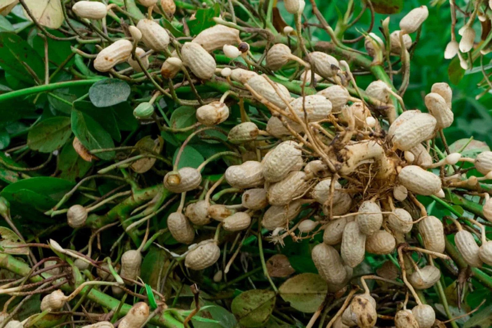 Virginia Jumbo Peanut Seeds - Non-GMO Unshelled Peanut Butter Variety Arachis hypogaea for Home Gardening