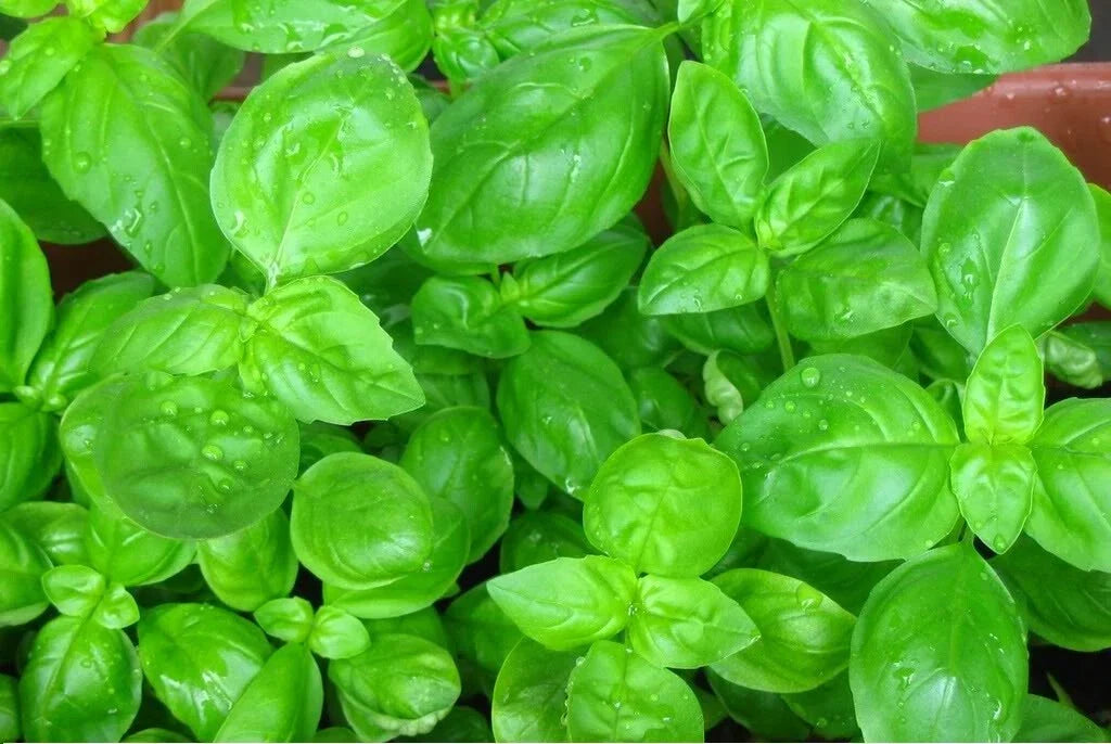 Sweet Basil Seeds - Heirloom Ocimum basilicum for Culinary Herb Garden, Aromatic, Non-GMO, Pack of 100-5000 Seeds