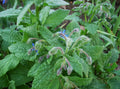 Borage Seeds 250+ | Organic Herb Seeds for Garden | Borago officinalis Pollinator-Friendly Annual Herb