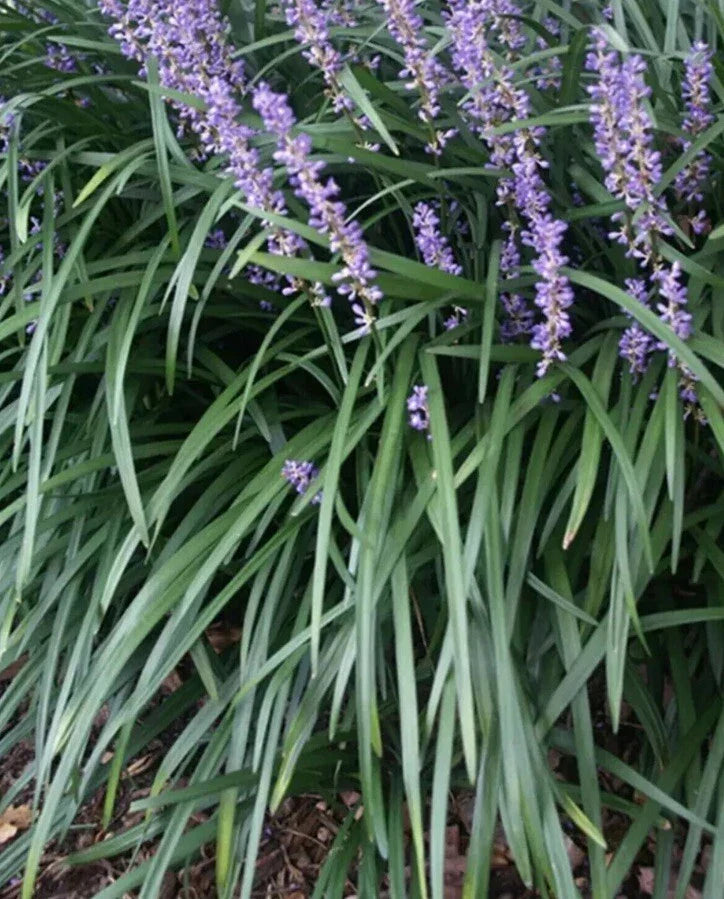 Liriope muscari Starter Plugs - 25 Rooted "Monkey Grass" Lilyturf for Ground Cover & Borders