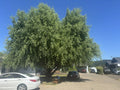 Corkscrew Willow Tree Cuttings – 10 Twisted Branches, Salix babylonica 'Tortuosa' for Landscaping & Garden