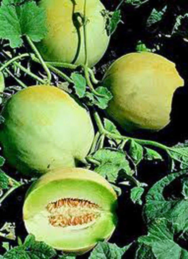 Honey Dew Melon Seeds - Heirloom Cucumis melo Green Variety, 25+ Non-GMO Open-Pollinated Seeds for Garden, Summer Fruit, Juicy & Sweet