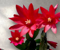 Red Easter Cactus Cuttings – 3 Fresh Propagation Clippings – Schlumbergera truncata – Vibrant Red Flowers