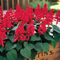 Red Salvia Seeds - Perennial Flower Seeds for Hummingbirds - Salvia splendens - 50 Pack
