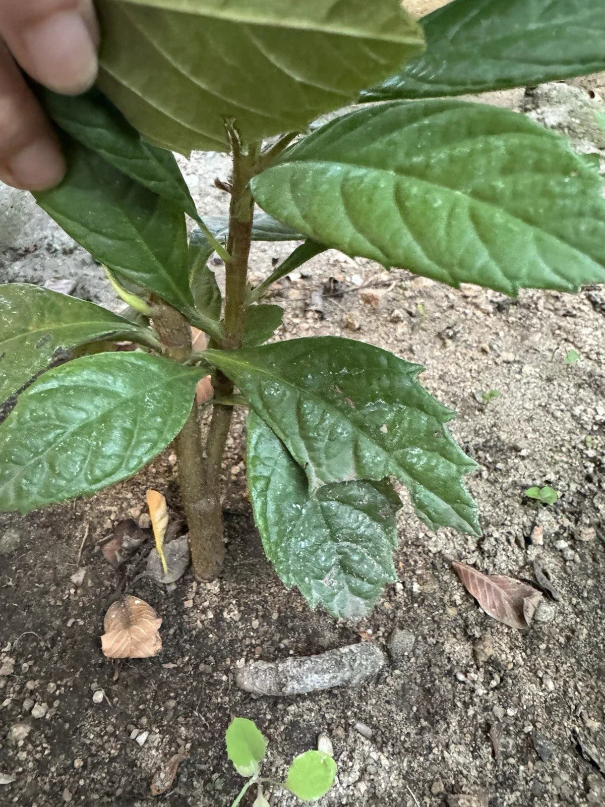 Loquat Tree Seedling - Organic Eriobotrya japonica - 8-Inch Ready to Plant, No Pot, Free Shipping
