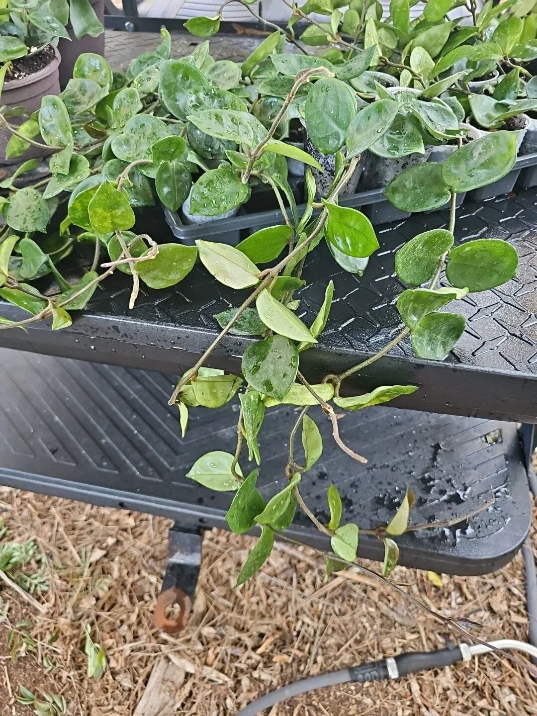 Hoya Carnosa Krinkle 8 Chelsea Live Plant 3" Pot, Trailing Indoor Houseplant, Rare Variegated Foliage, 16+ Inch Vine