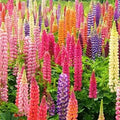 Rainbow Mix Lupine Seeds - Perennial Flower Seeds - Colorful Blooming Lupinus polyphyllus - Attract Pollinators