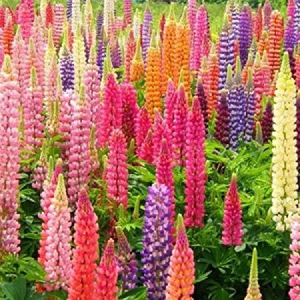 Rainbow Mix Lupine Seeds - Perennial Flower Seeds - Colorful Blooming Lupinus polyphyllus - Attract Pollinators