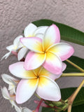 Rooted Plumeria Cutting, White with Pink Flowers, Frangipani, 12+ Inches, Tropical Garden Plant, Indoor or Outdoor