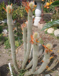 Cleistocactus Hyalacanthus Frosty Torch Silver - Rare Double Arm Rooted Orange Cactus Plant