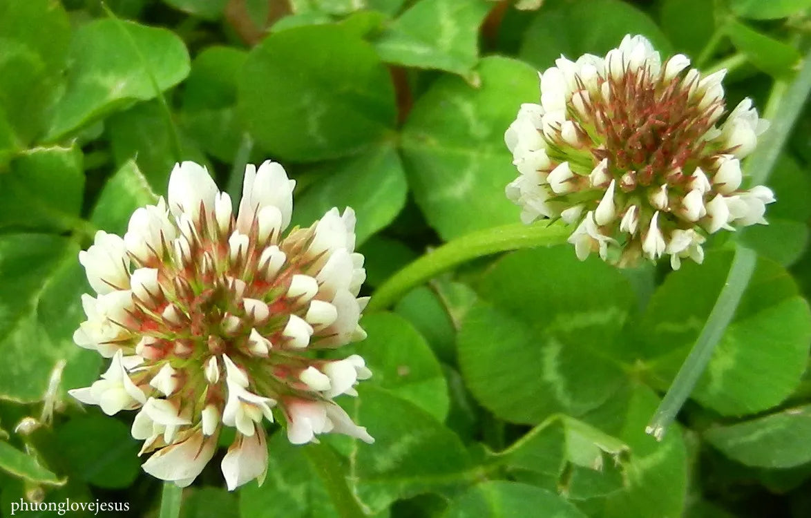 White Dutch Clover Seeds - Perennial Ground Cover - Trifolium repens - 10,356 Seeds for Lawns & Pollinator Gardens