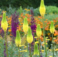 25 Hot Poker Seeds - Bright Yellow Torch Lily Flower, Kniphofia Perennial Seeds for Garden Planting
