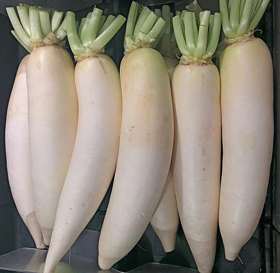 Daikon Radish Seeds - Heirloom Non-GMO Raphanus sativus - 600+ Seeds for Home Garden, Salad, Pickling