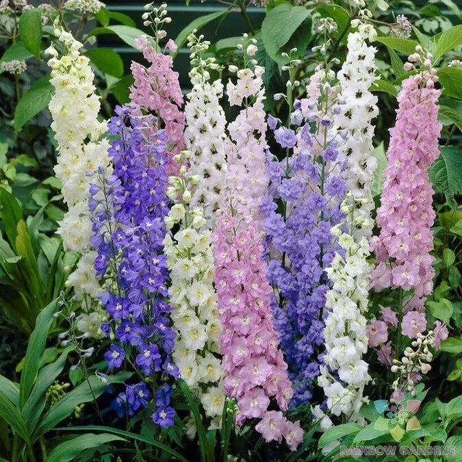 Delphinium Seeds - 200+ Standard Mix Flower Garden Seeds for Borders & Cut Flowers - Delphinium elatum