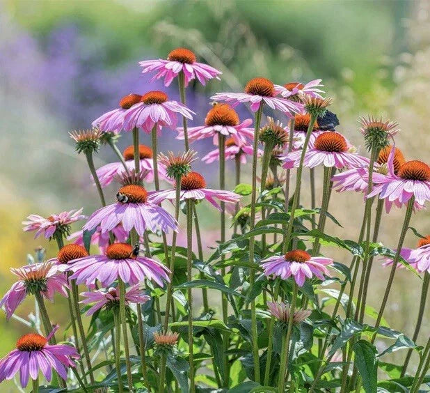 Purple Coneflower Seeds - 100+ Non-GMO Echinacea purpurea Perennial for Pollinators and Gardens
