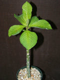 African Milkbush Succulent Plant 4" Synadenium grantii Rare Exotic Cacti Indoor Outdoor