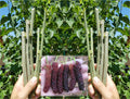 Pakistan Mulberry Cuttings - 10 Organic Fresh Rooting Grafting Morus nigra for Propagation