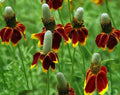 Mexican Hat Seeds 200 Pack - Ratibida columnifera Wildflower, Native Plant Seeds, Pollinator Friendly, Garden