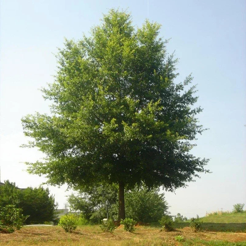Live Willow Oak Tree 6-inch Well-Rooted Seedling Quercus Phellos Native Hardwood for Landscaping