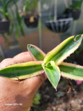 Agave Lophantha Quadricolor Bare Root Succulent Plant - Variegated Exotic Cactus, Low Maintenance, Drought-Resistant