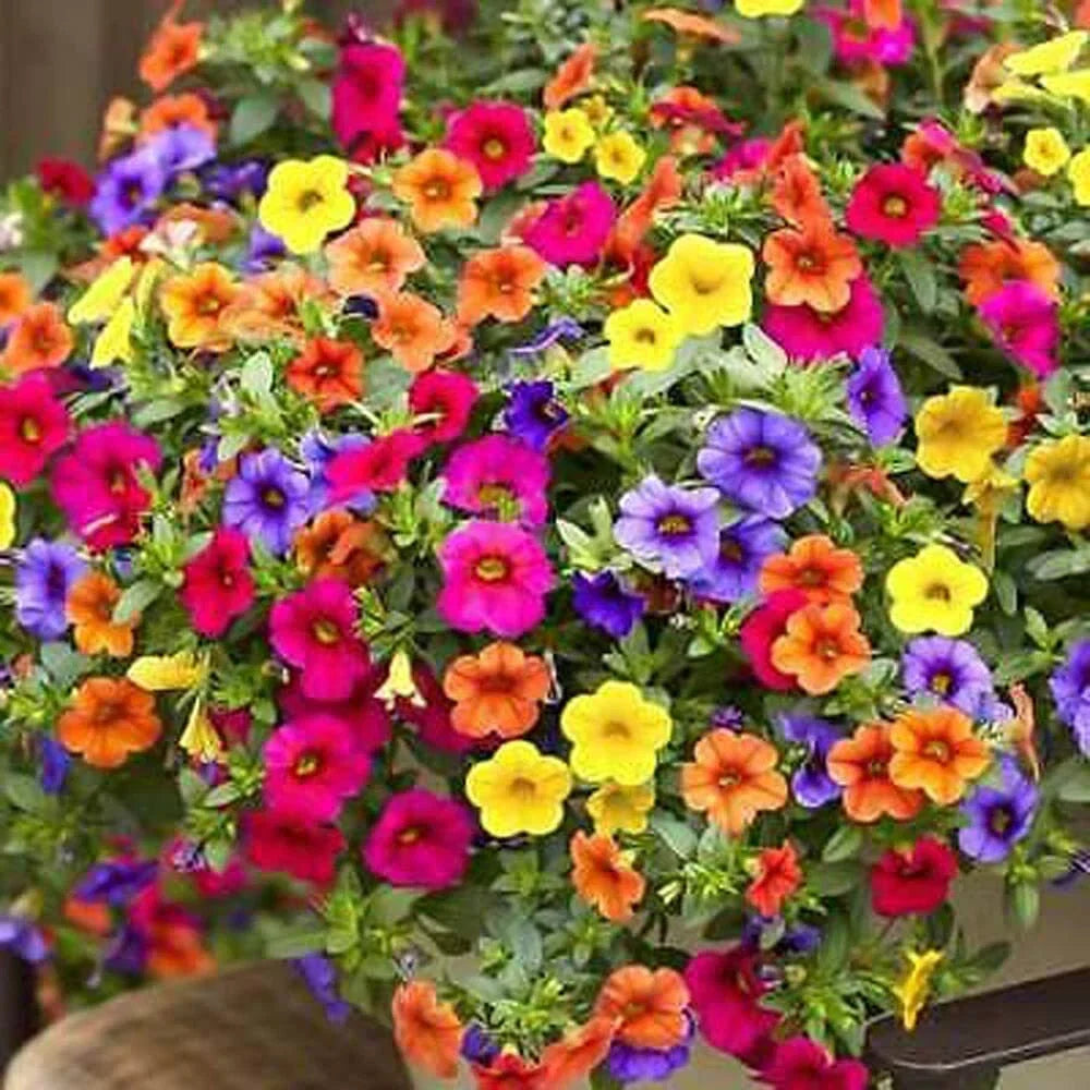 Petunia Flower Seeds Pack - 200+ Mixed Color Non-GMO Seeds for Garden, Container & Border Planting