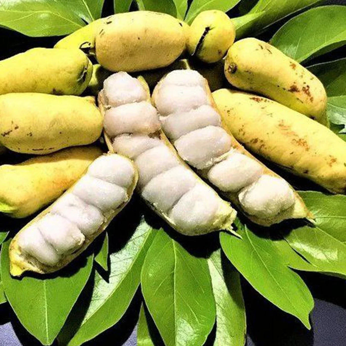 Live Ice Cream Bean Tree Seedling – Edible Tropical Fruit Tree Inga edulis – 6" to 1 ft Tall