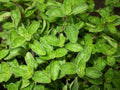 Greek True Oregano Seeds - Non-GMO Herb Seeds for Gardening, Origanum vulgare subsp. hirtum, Culinary, Indoor & Outdoor