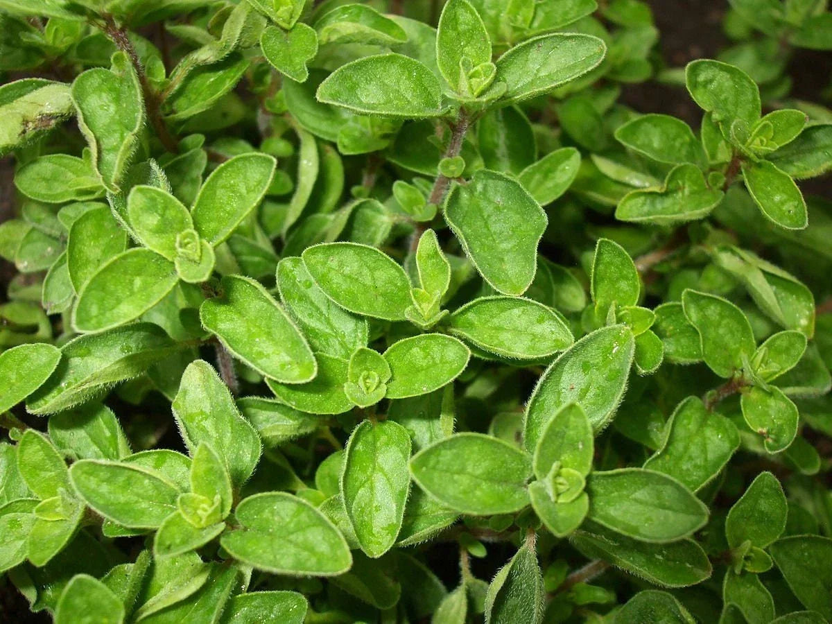 Greek True Oregano Seeds - Non-GMO Herb Seeds for Gardening, Origanum vulgare subsp. hirtum, Culinary, Indoor & Outdoor