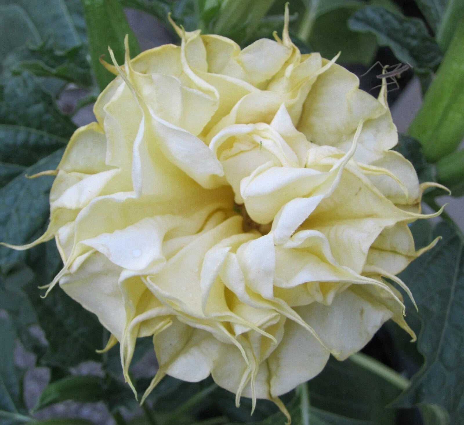 Double Lemon Rose Angel Trumpet Seeds – Brugmansia Species, Fragrant Large Blooms, Perennial Flower Seeds, USA Grown